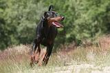 DOBERMANN 804